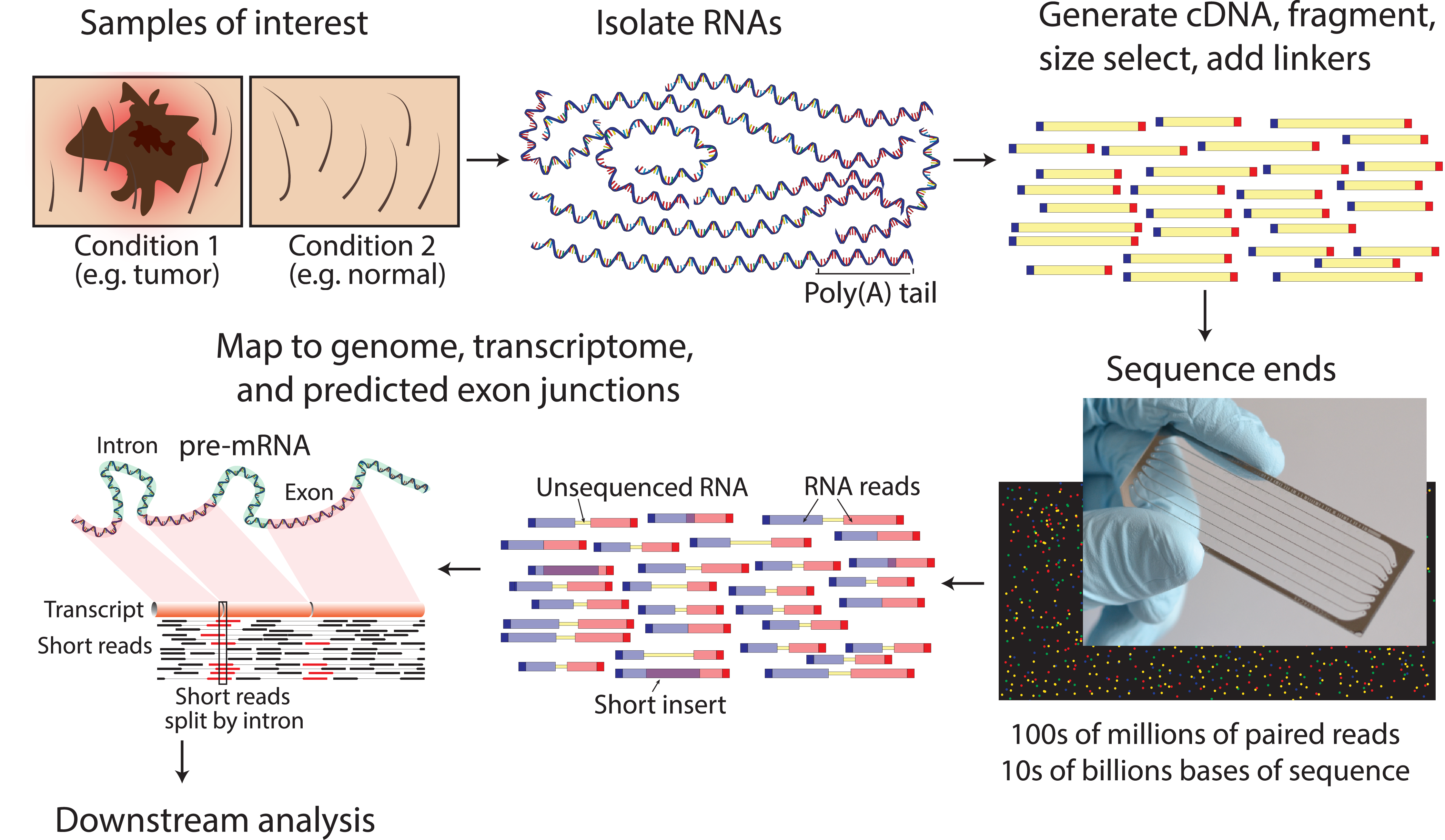 _images/rnaseq1.png